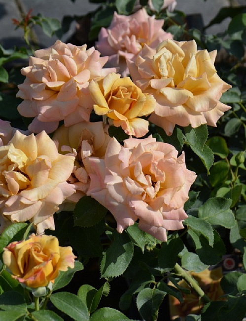 Роза чайно-гибридная Хани Дижон 